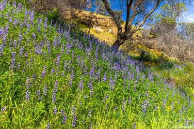 Roadside Lupines