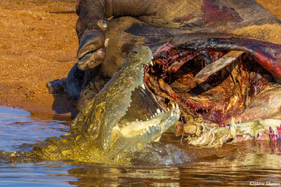 Ruaha-Aggressive Crocodile