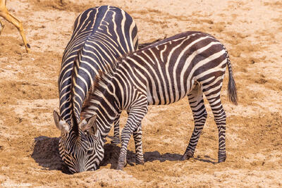 Ruaha-Big Headed Zebra