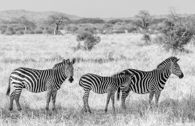 Ruaha-Black and White Zebras