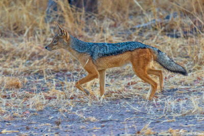 Ruaha-Black Backed Jackal