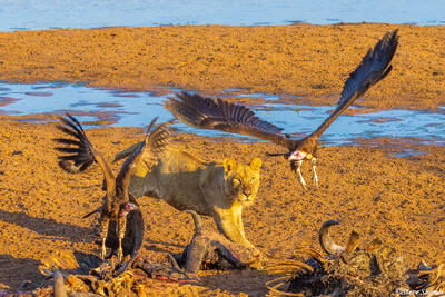 Ruaha-Chasing Away Vultures