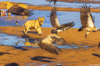 Ruaha-Chasing Vultures