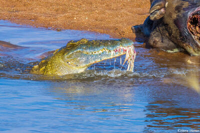 Ruaha-Crocodile Eating