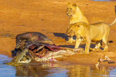Ruaha-Crocodile Lion Face Off