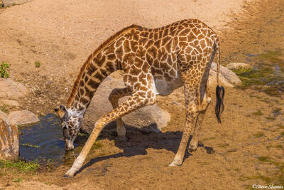 Ruaha-Drinking Giraffe