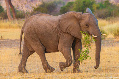Ruaha-Elephant Chewing Branch