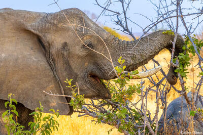 Ruaha-Elephant Trunk
