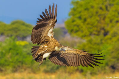 Ruaha-Flying Vulture