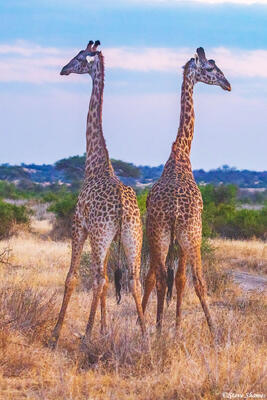 Ruaha-Giraffe Bookends