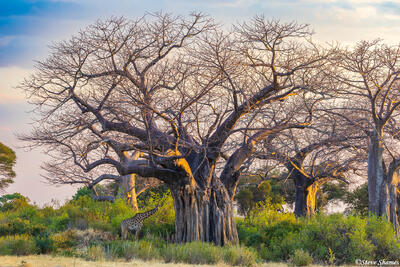 Ruaha-Giraffe by Baobab