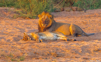 Ruaha-Honeymooning Lions
