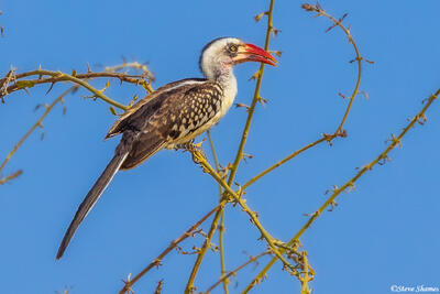 Ruaha-Hornbill in Tree