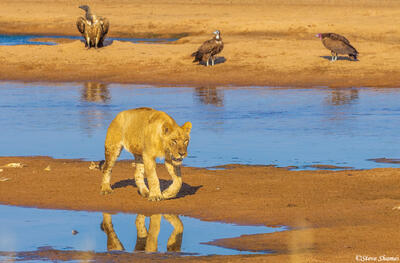 Ruaha-Lion Approaching