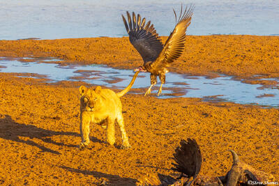 Ruaha-Lion Chasing Vulture
