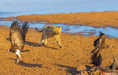 Ruaha-Lion Chasing Vultures