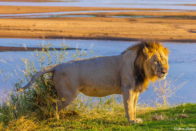 Ruaha-Lion Marking Territory