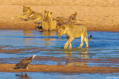 Ruaha-Lion Stalking