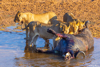 Ruaha-Lions Eating Buffalo