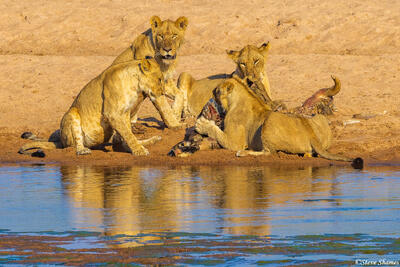 Ruaha-Lions Eating by River