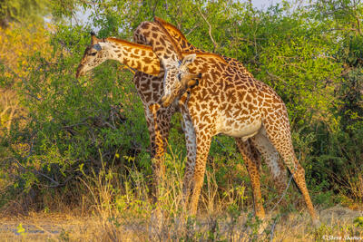 Ruaha-Necking Giraffes