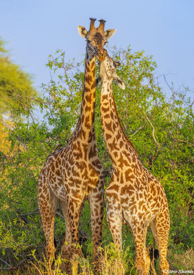 Ruaha-Nuzzling Giraffes