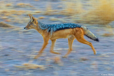 Ruaha-Running Jackal