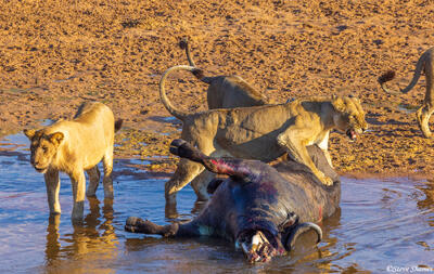 Ruaha-Snarling at Crocodile