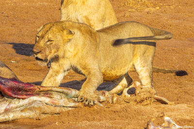 Ruaha-Snarling Lion