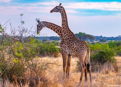Ruaha-Two Headed Giraffe