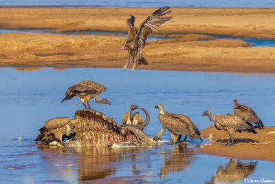 Ruaha-Vultures Landing
