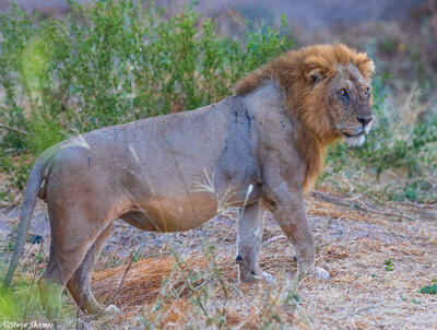 Ruaha-Well Fed Lion