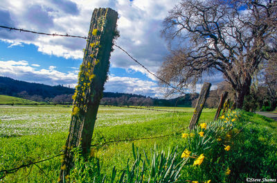 Rural Fence With Flowers