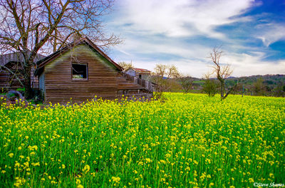 Rural Scene in Napa Valley