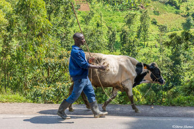 Rwanda Man Walking Cow