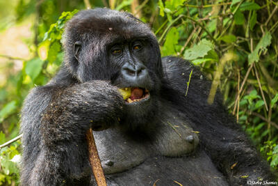 Rwanda Mountain Gorilla