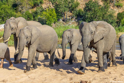 Sabi Sand-Elephants at River