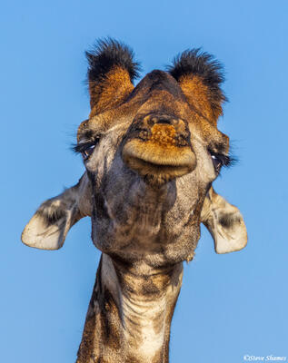 Sabi Sand-Giraffe Face
