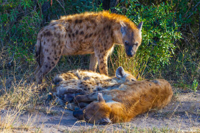 Sabi Sand-Hyena Den