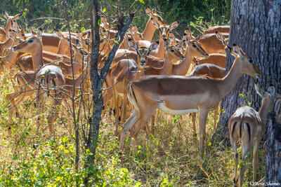 Sabi Sand-Impala Herd