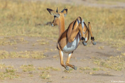Sabi Sand-Jumping Impala