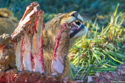 Sabi Sand-Lion Cub Eating
