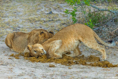 Sabi Sand-Lion Cubs Playing