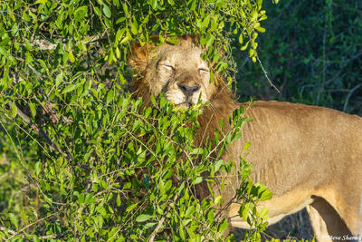 Sabi Sand-Lion in Bush