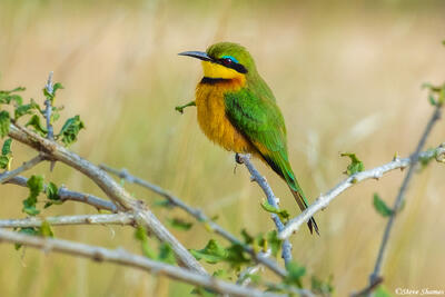 Sabi Sand-Little Bee Eater