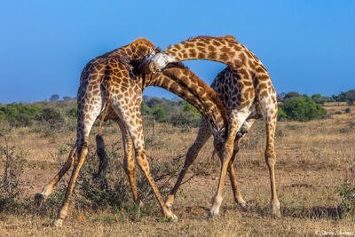 Sabi Sand-Necking Giraffes