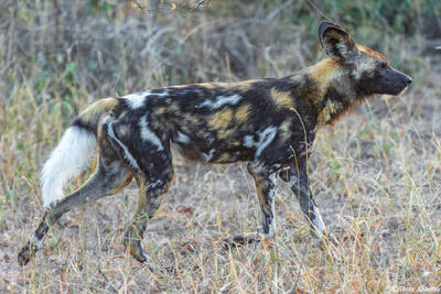 Sabi Sand-Painted Wolf