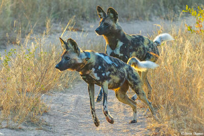 Sabi Sand-Painted Wolves