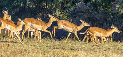 Sabi Sand-Running Impalas