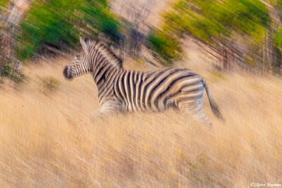 Sabi Sand-Running Zebra